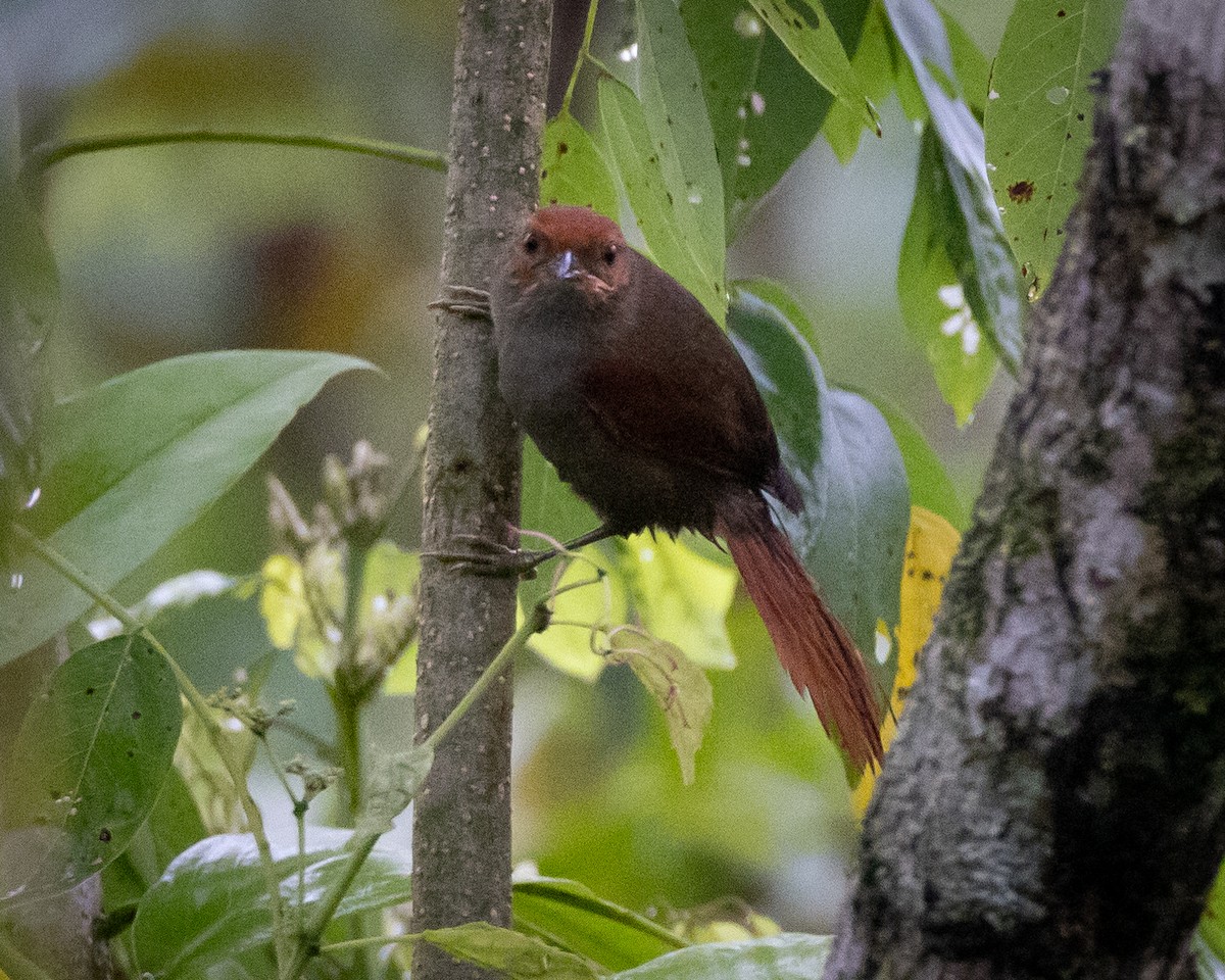 Red-faced Spinetail - ML621185985