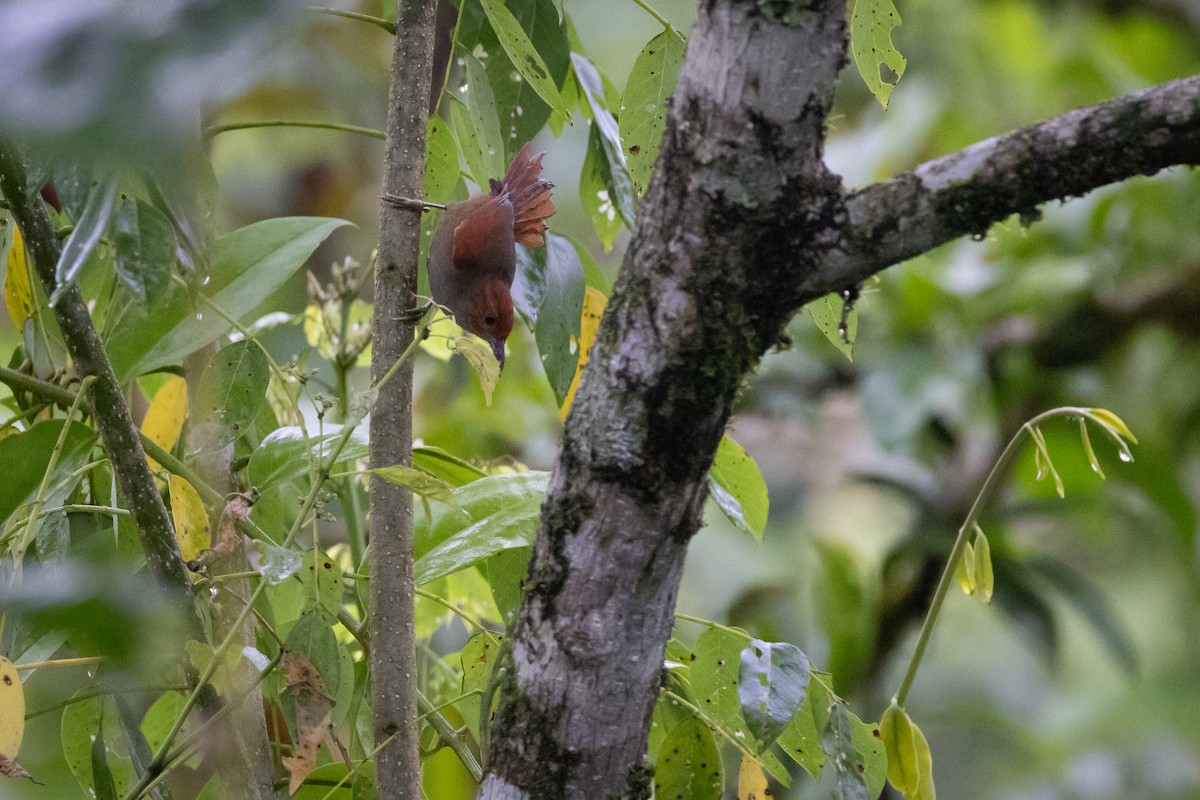 Red-faced Spinetail - ML621185986