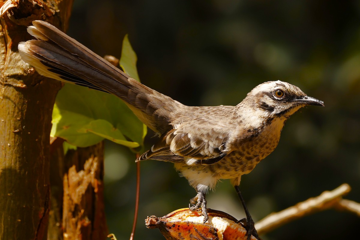 Long-tailed Mockingbird - ML621185987
