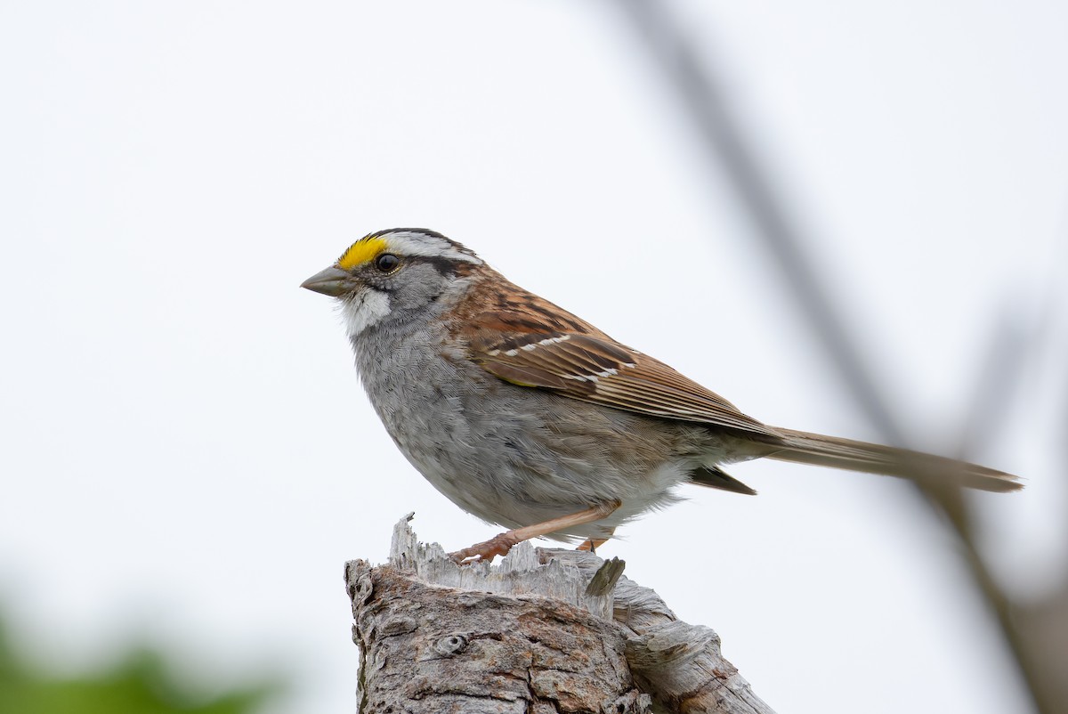 White-throated Sparrow - ML621186004