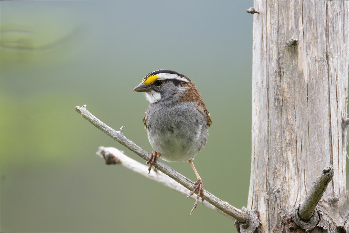 White-throated Sparrow - ML621186007