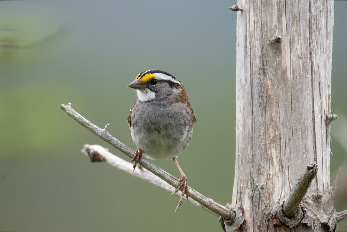 White-throated Sparrow - ML621186008