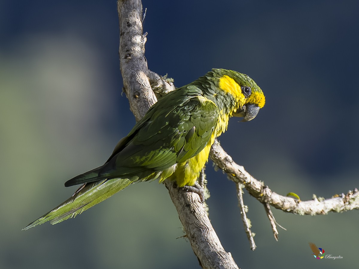 Yellow-eared Parrot - ML621186022