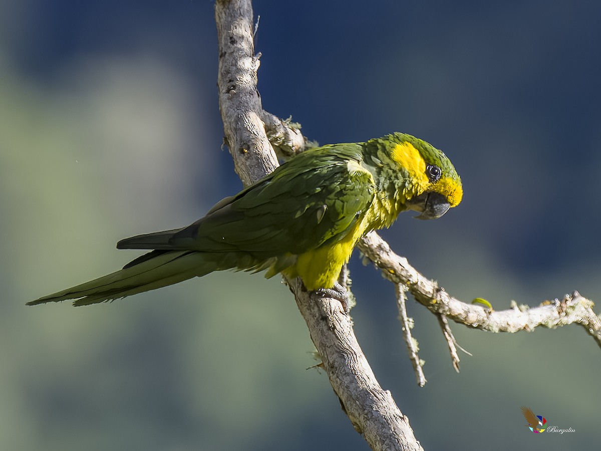 Yellow-eared Parrot - ML621186023