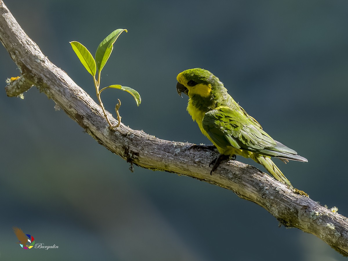 Yellow-eared Parrot - ML621186024