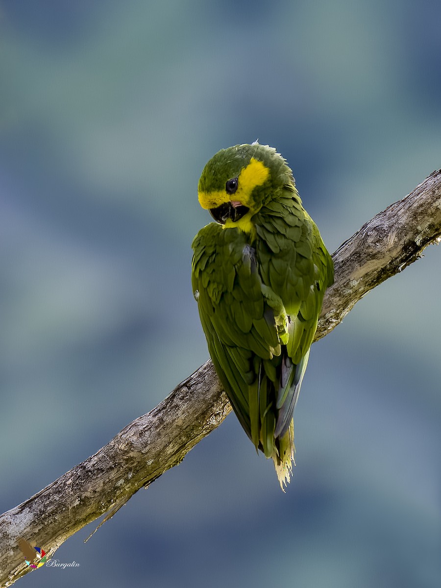 Yellow-eared Parrot - ML621186025