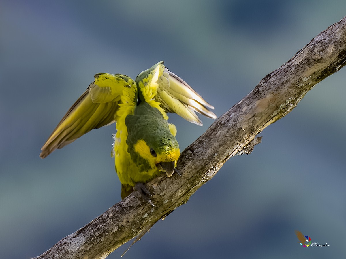 Yellow-eared Parrot - ML621186026