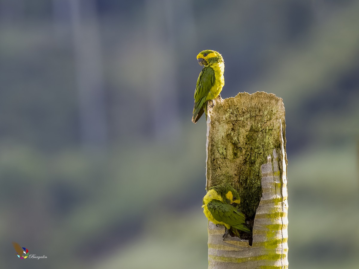 Yellow-eared Parrot - ML621186027