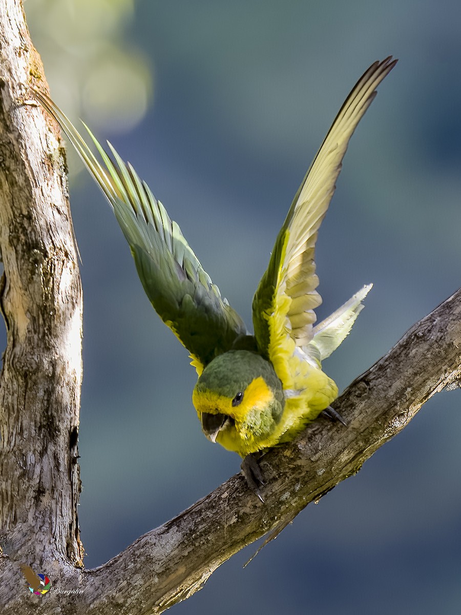 Yellow-eared Parrot - ML621186028