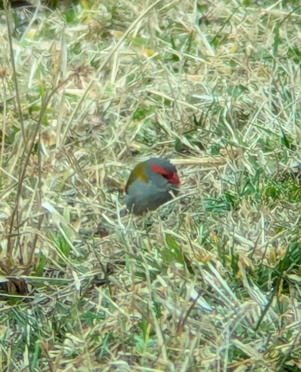 Red-browed Firetail - ML621186052