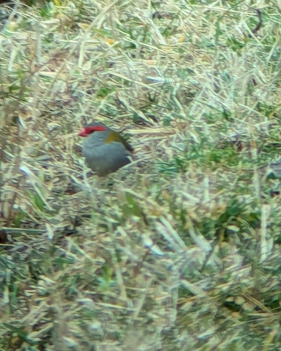 Red-browed Firetail - ML621186053