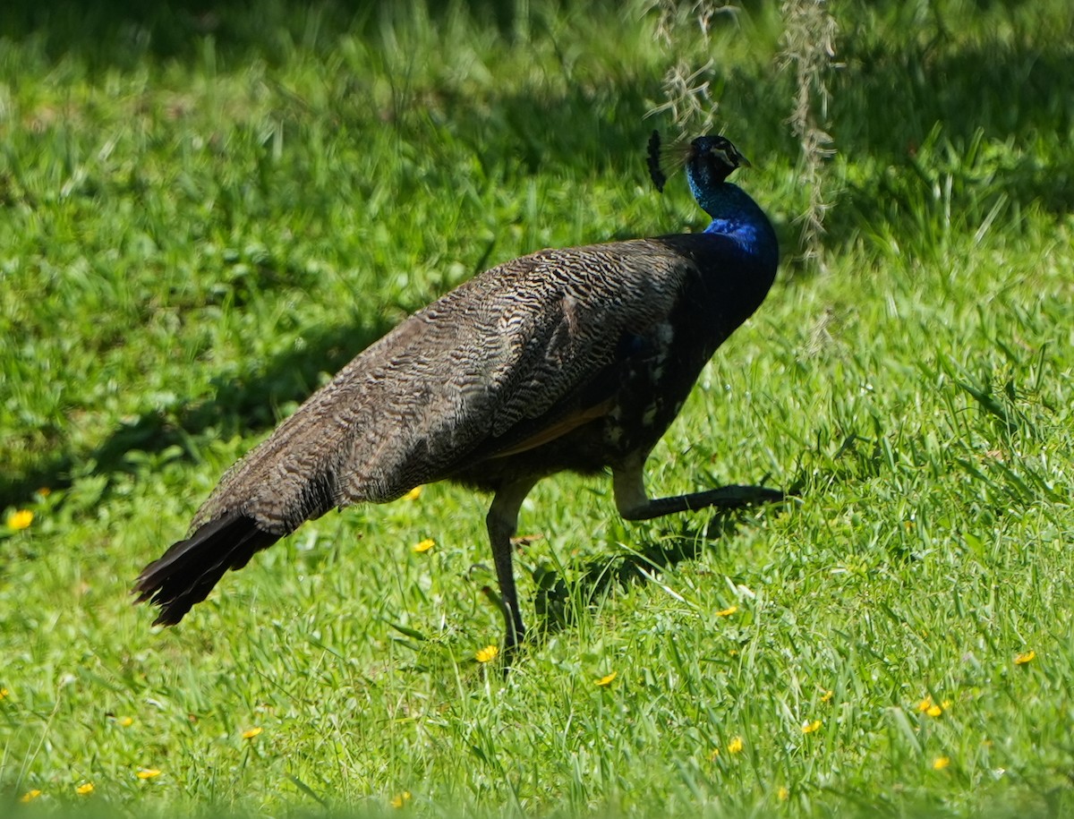 Indian Peafowl (Domestic type) - ML621186062