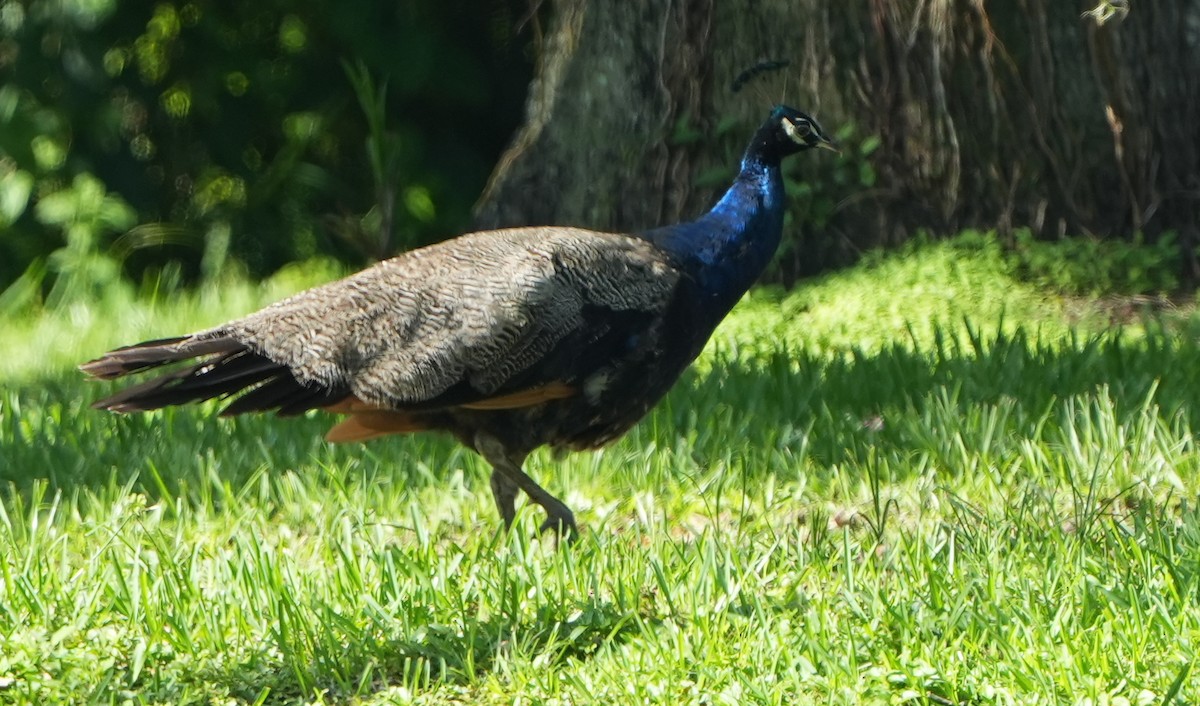 Indian Peafowl (Domestic type) - ML621186092