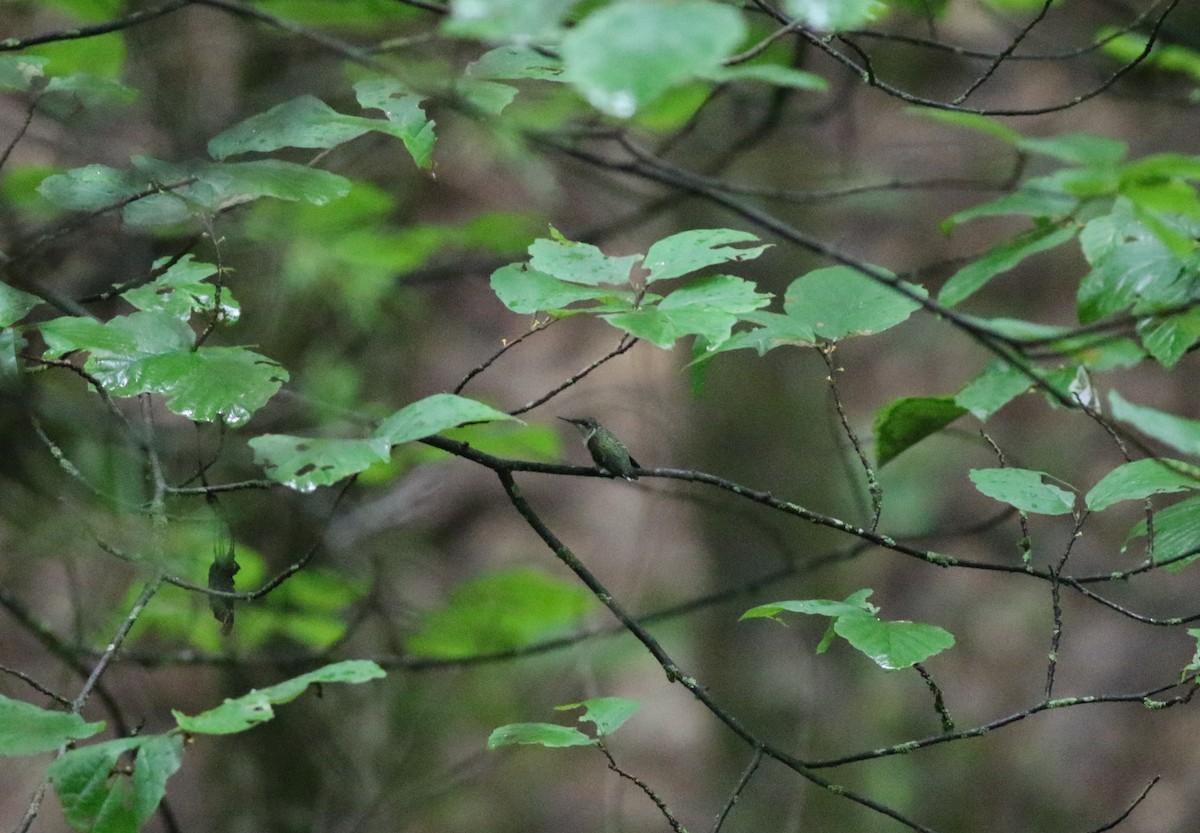 Рубиновогорлый колибри - ML621186097