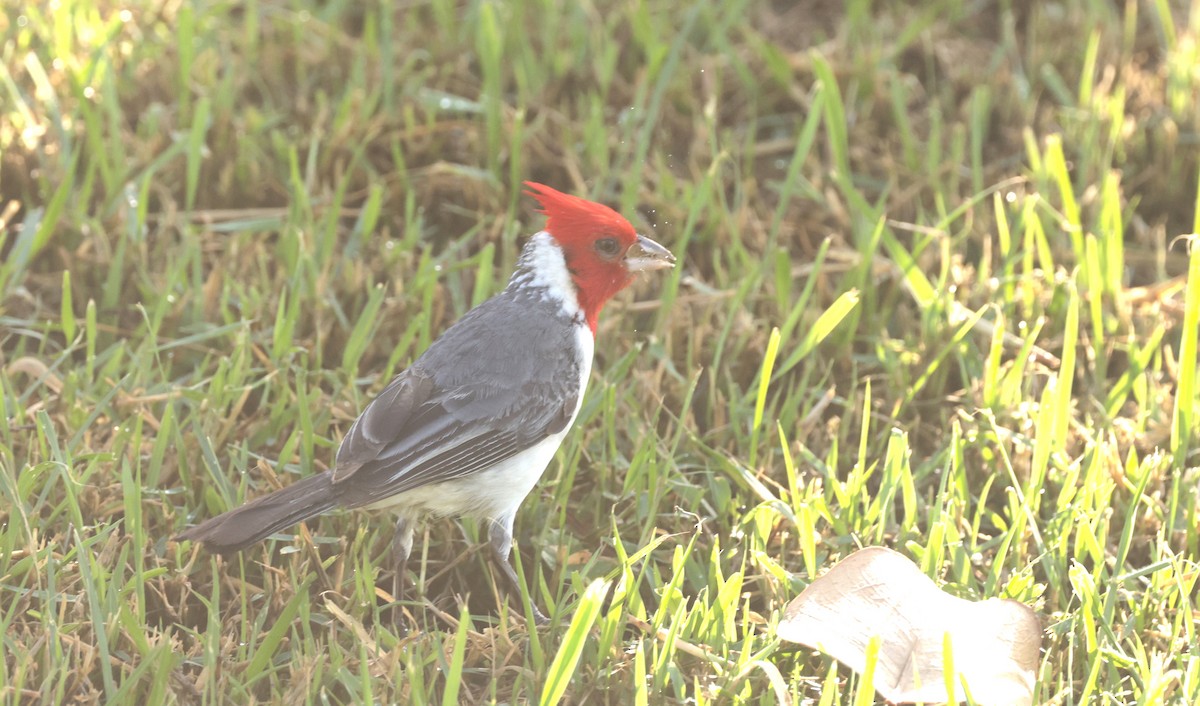 Red-crested Cardinal - ML621186185