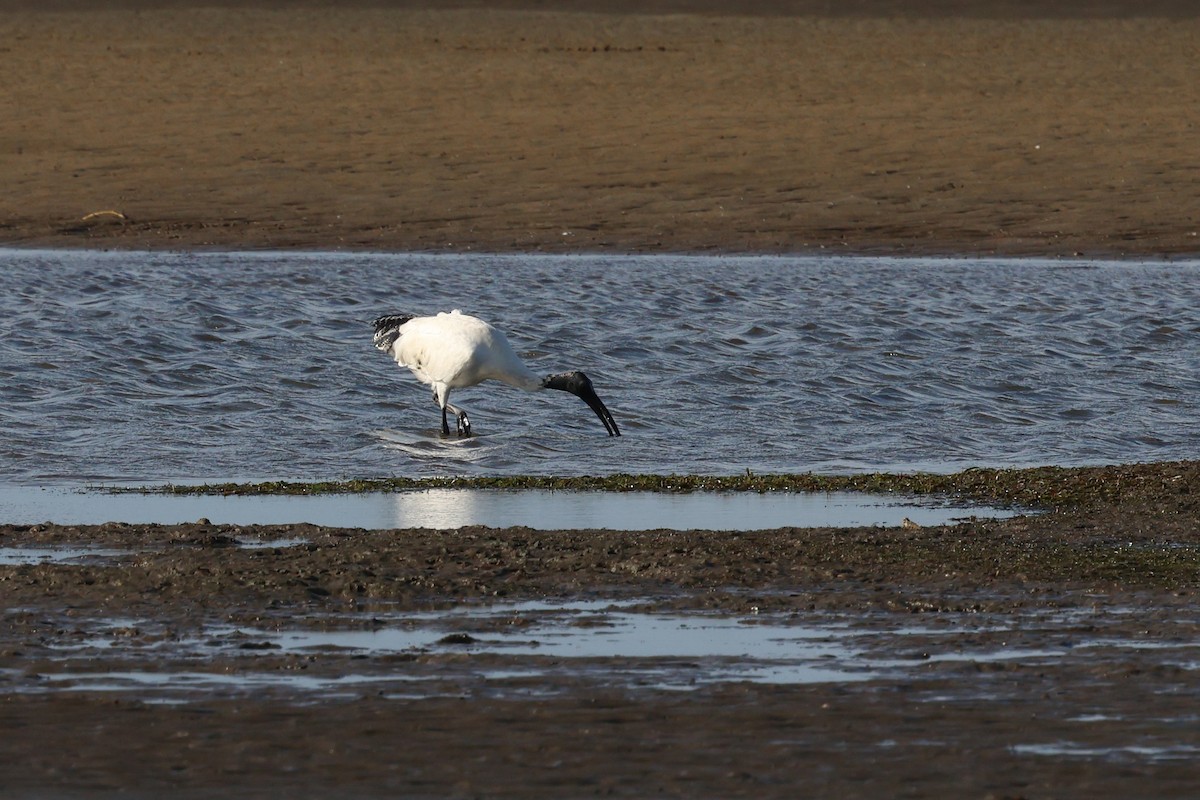 Australian Ibis - ML621186193