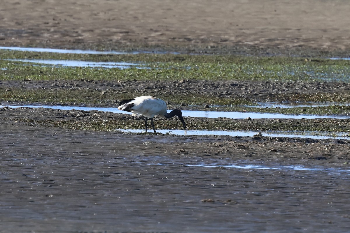 Australian Ibis - ML621186194