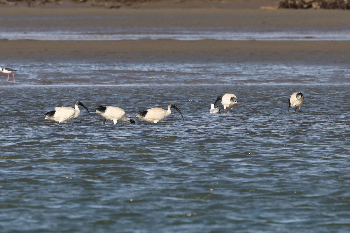 Australian Ibis - ML621186195