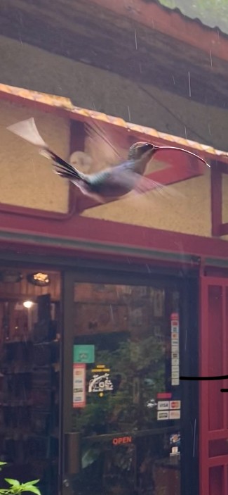 Зелёный колибри-отшельник - ML621186204