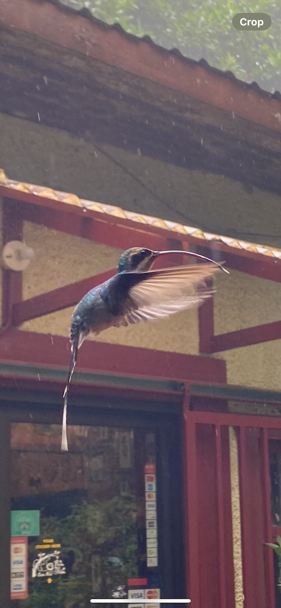 kolibřík šedobřichý - ML621186205