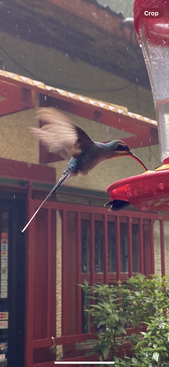 kolibřík šedobřichý - ML621186206
