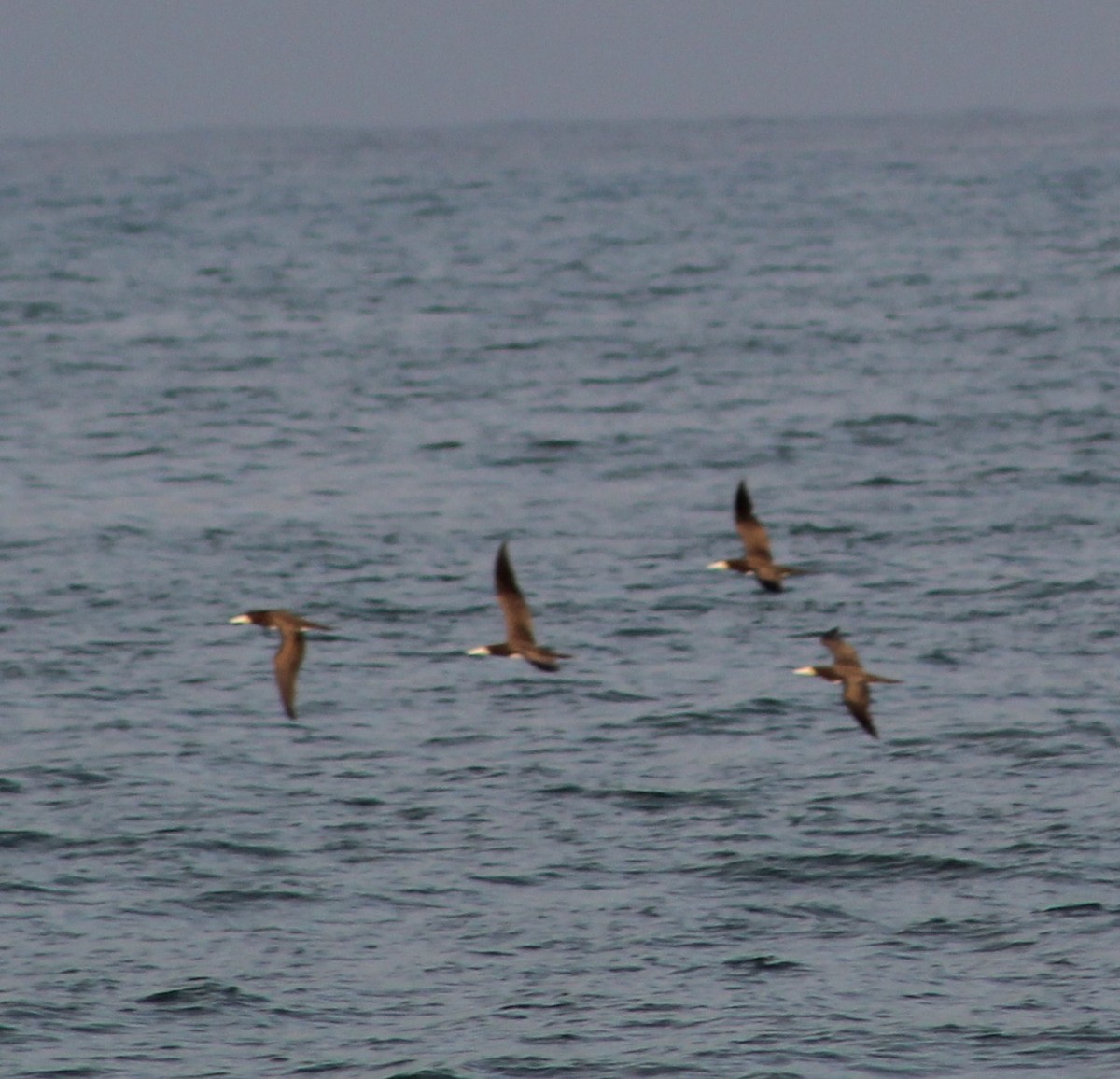 Brown Booby - ML621186210