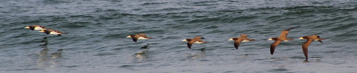 Brown Booby - ML621186211