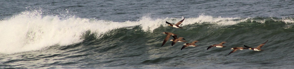 Brown Booby - ML621186212