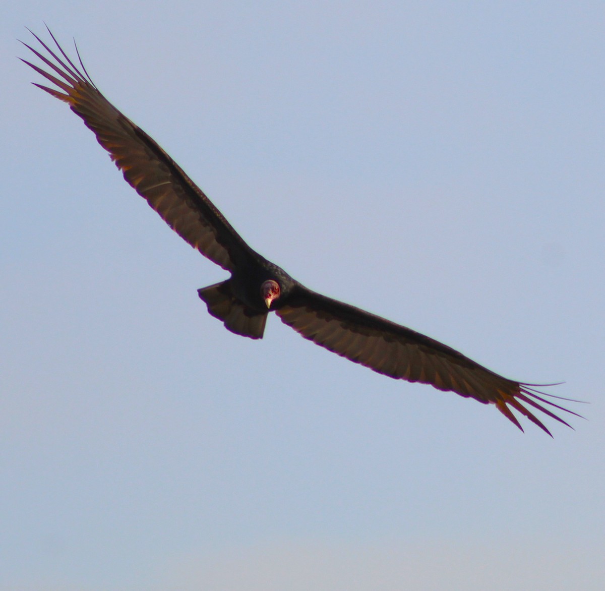 Turkey Vulture - ML621186213