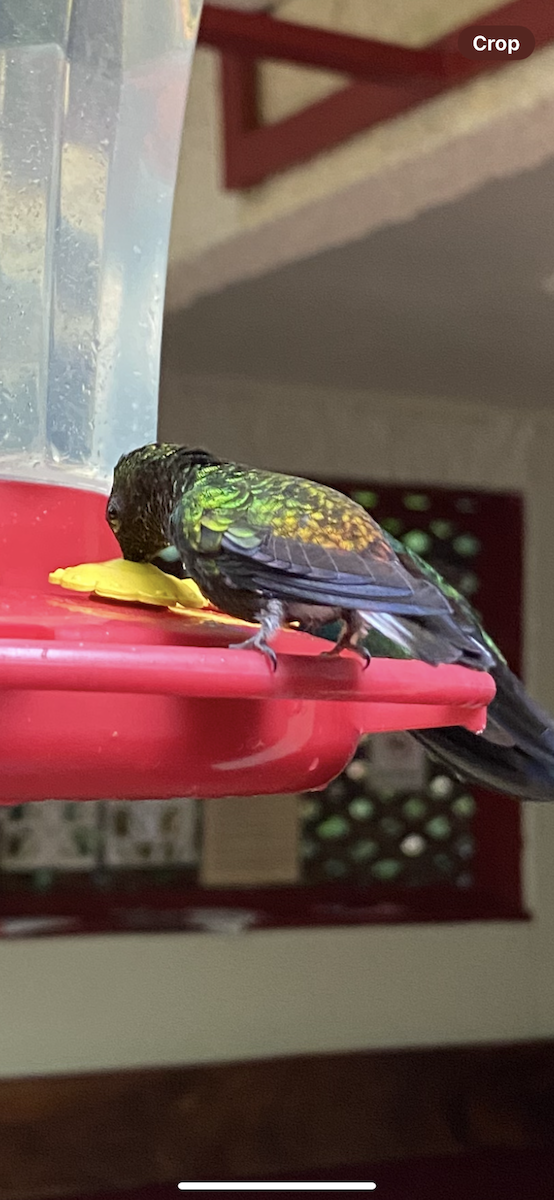 kolibřík měděnohlavý - ML621186218