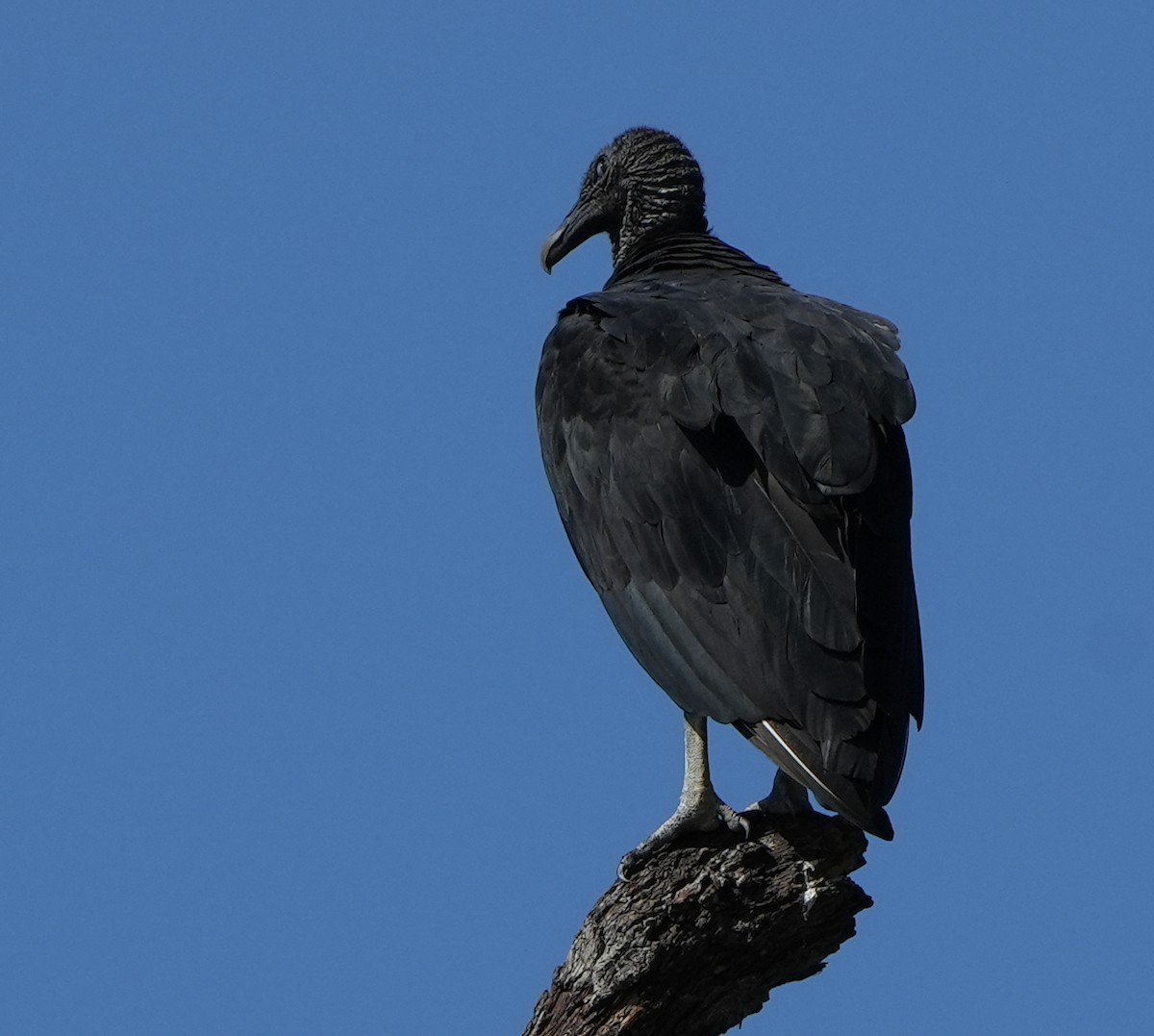 Black Vulture - ML621186222
