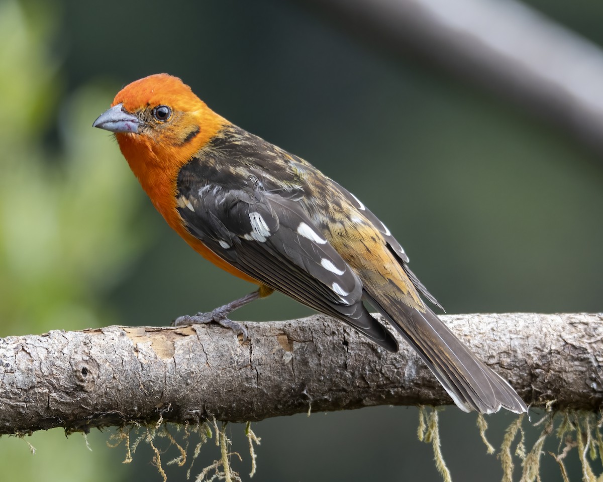 Flame-colored Tanager - ML621186225