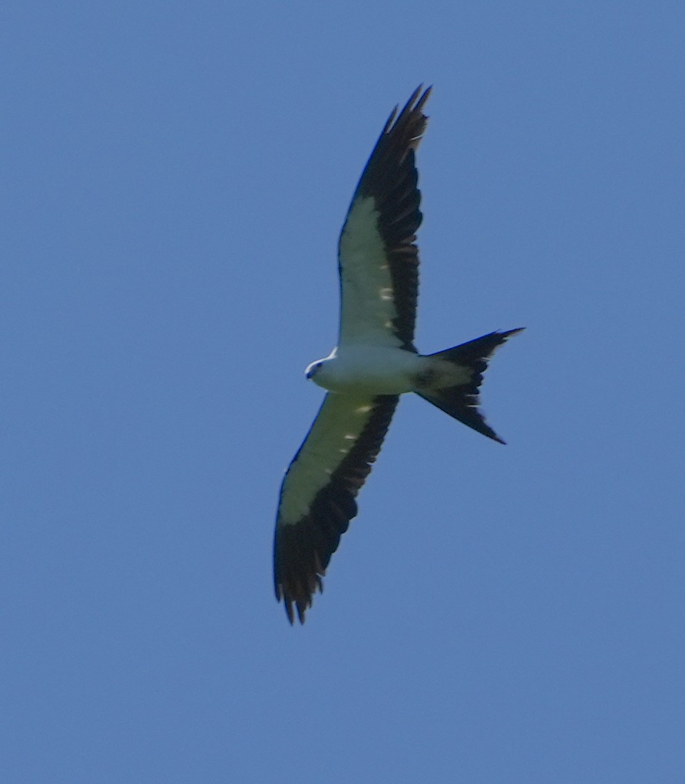 Swallow-tailed Kite - ML621186243