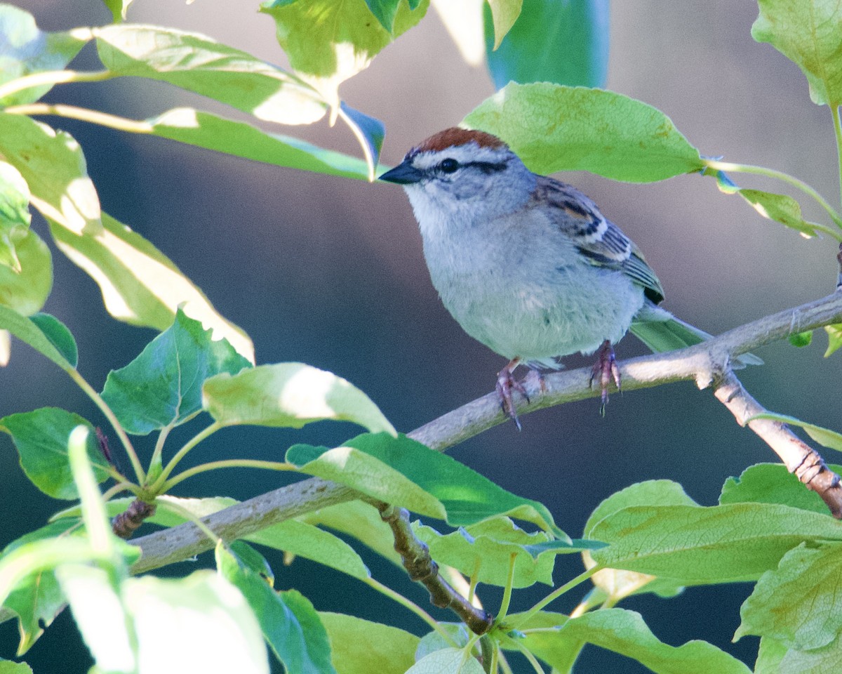 Chipping Sparrow - ML621186298