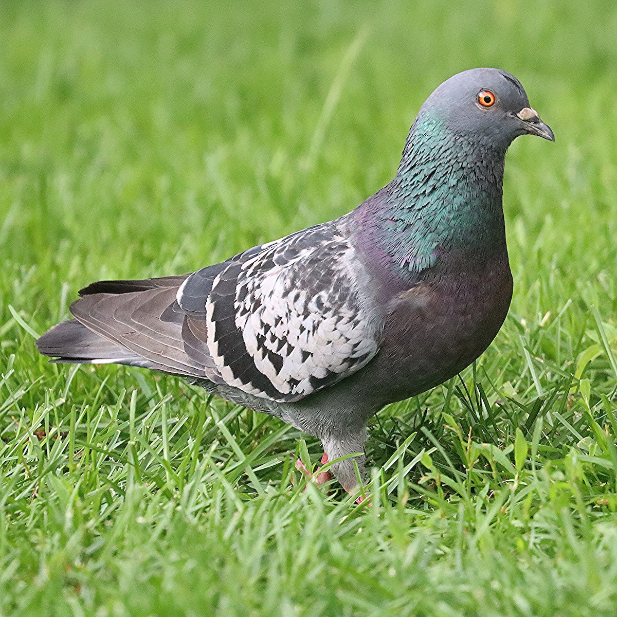 Rock Pigeon (Feral Pigeon) - ML621186307