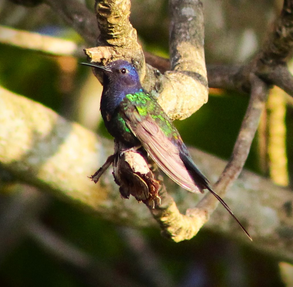 Swallow-tailed Hummingbird - ML621186308