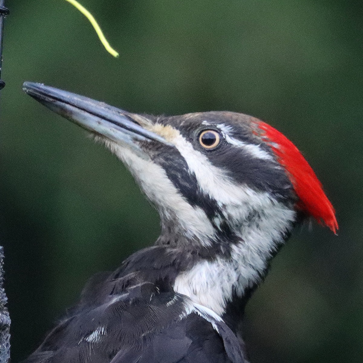 Pileated Woodpecker - ML621186319