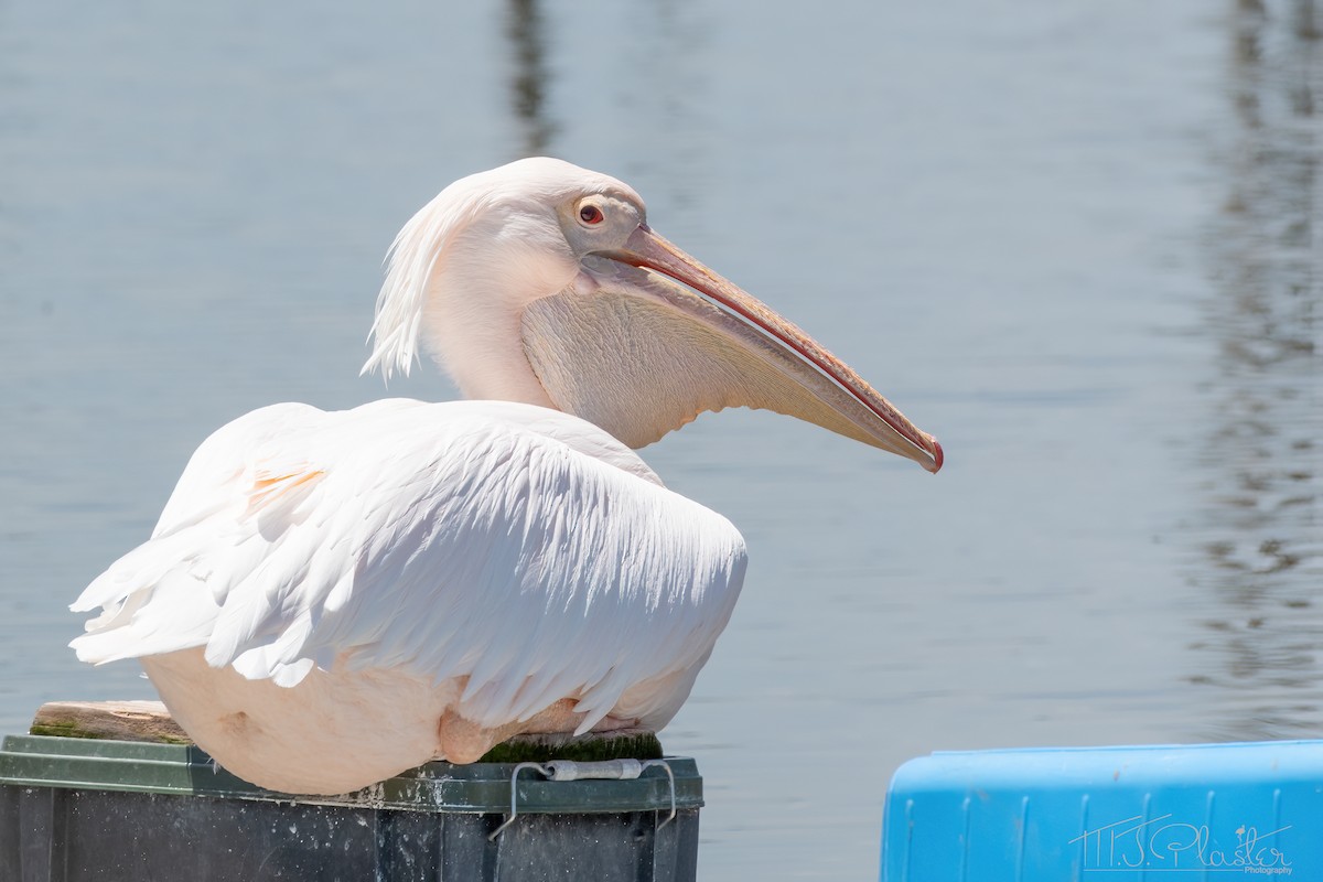 Great White Pelican - ML621186340