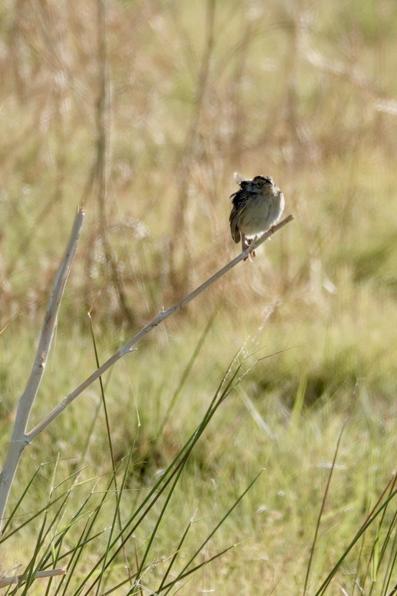 Grasshopper Sparrow - ML621186355
