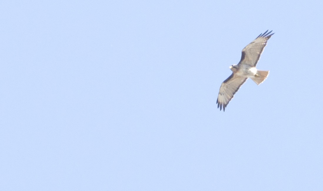 Red-tailed Hawk - ML621186379