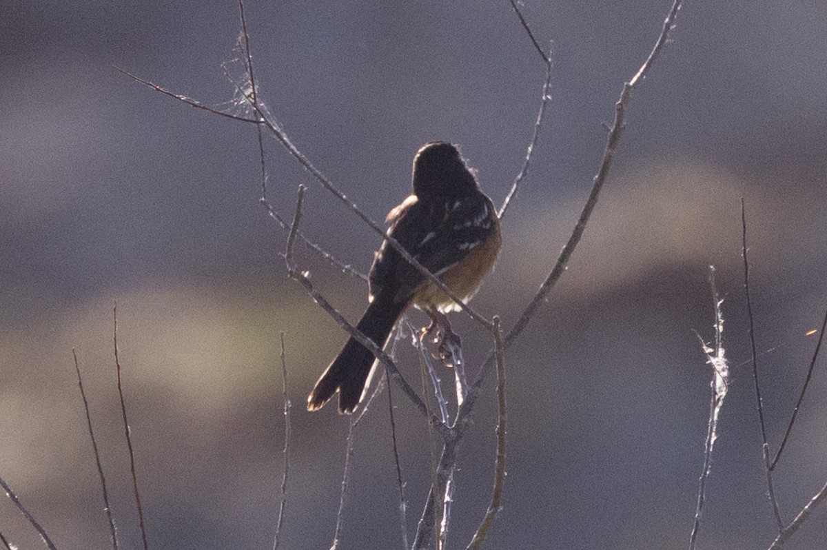 Spotted Towhee - ML621186390