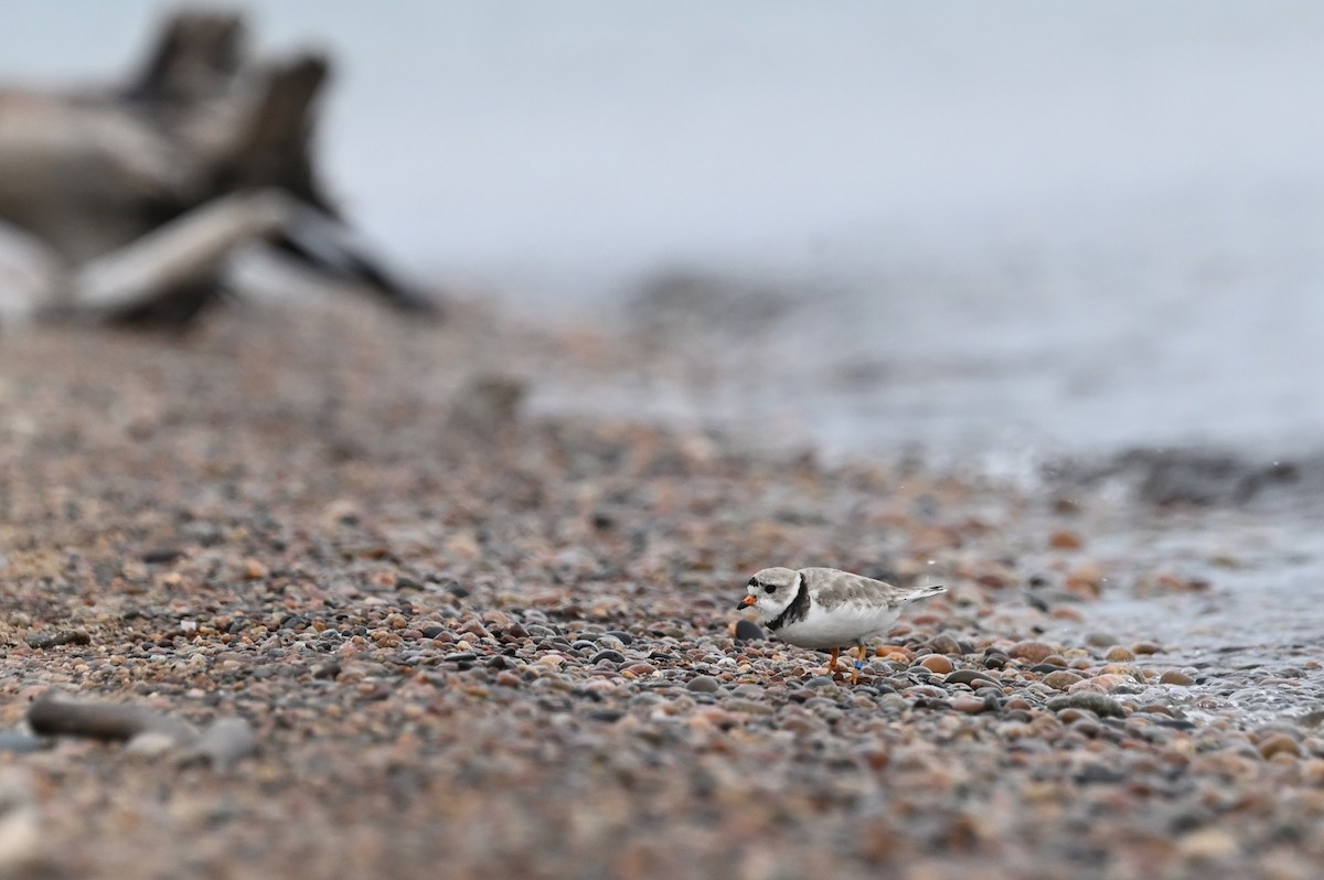 Piping Plover - ML621186392