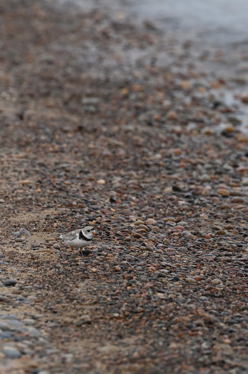 Piping Plover - ML621186394