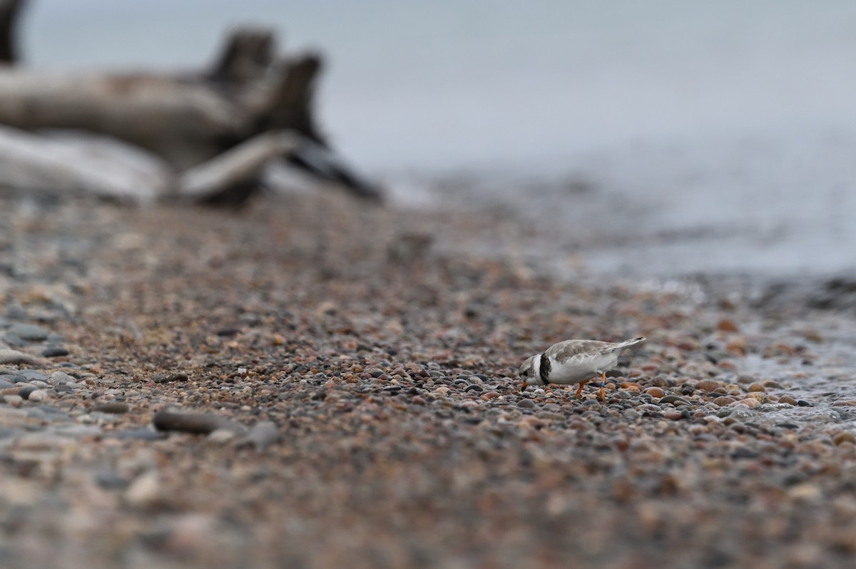 Piping Plover - ML621186395