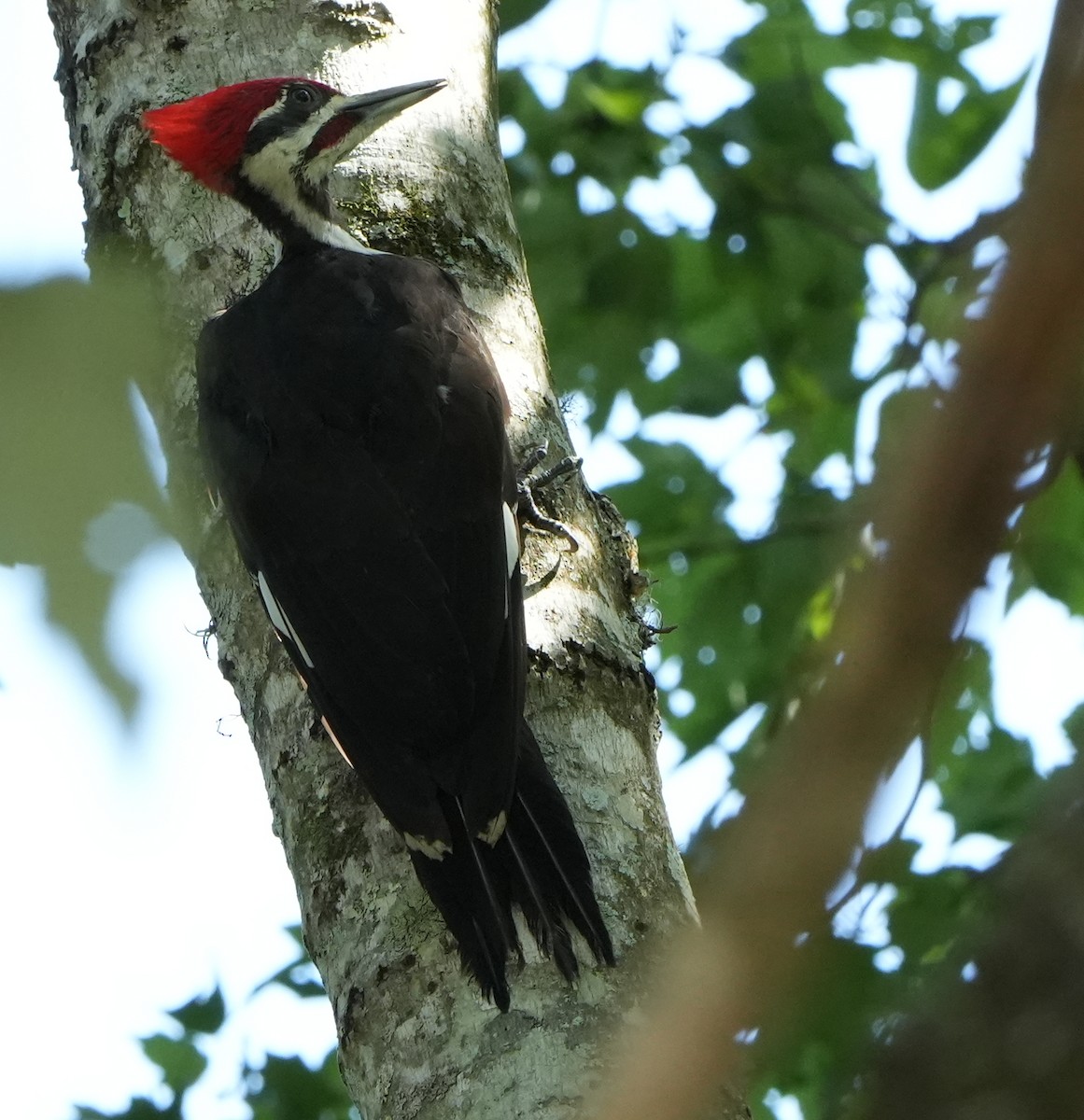 Pileated Woodpecker - ML621186405