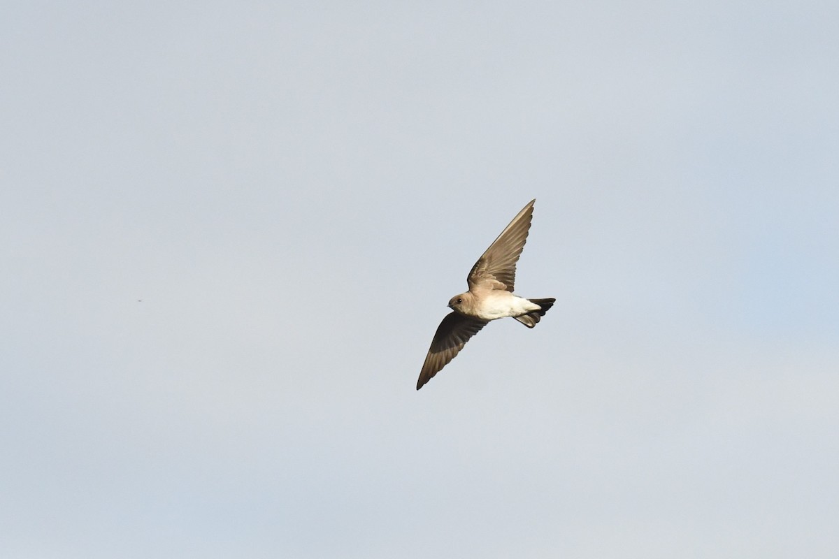 Northern Rough-winged Swallow - ML621186419