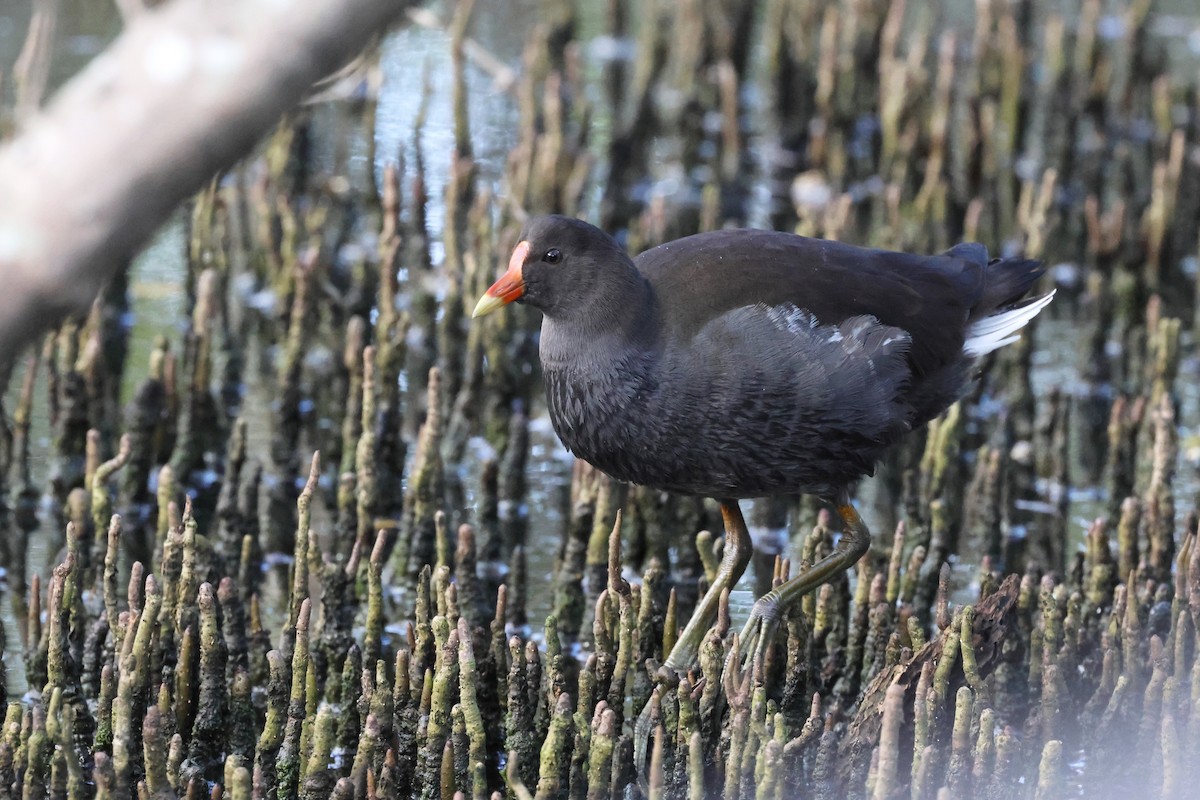 Dusky Moorhen - ML621186495