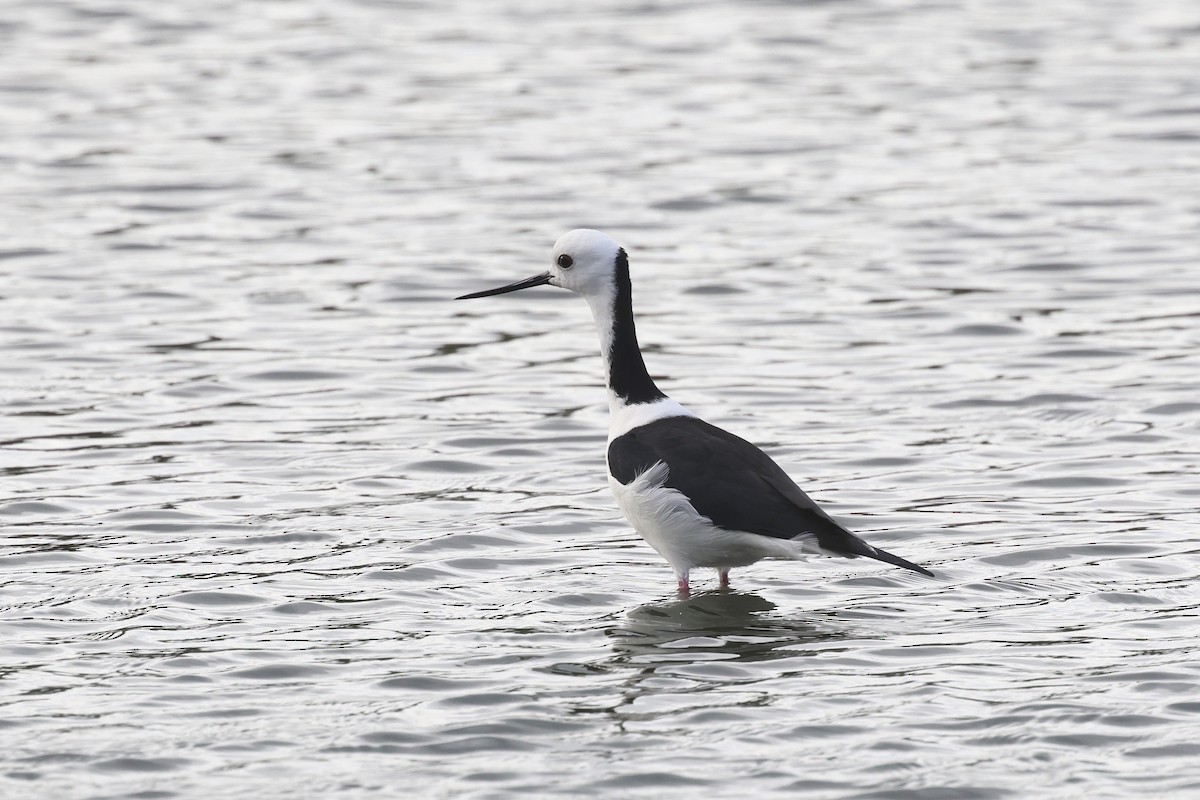 Pied Stilt - Dennis Devers