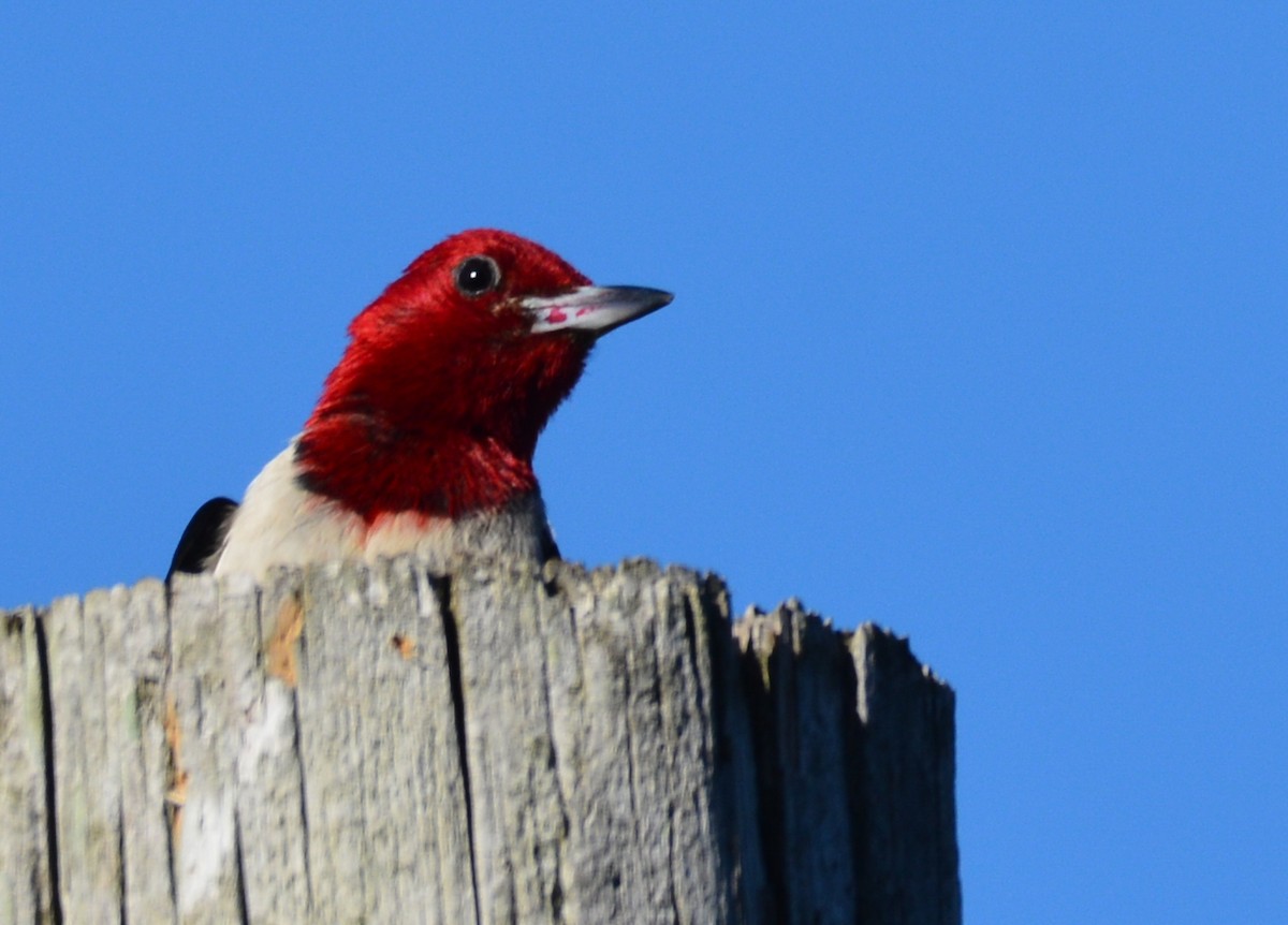 Red-headed Woodpecker - ML621186509