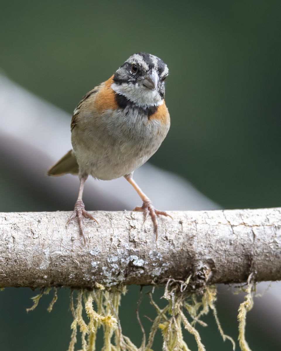 Rufous-collared Sparrow - ML621186511